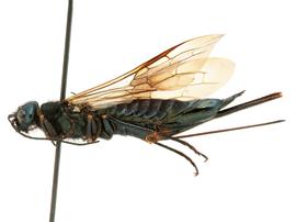   Sirex ermak  female lateral habitus; photo by H. Goulet, CNC 
